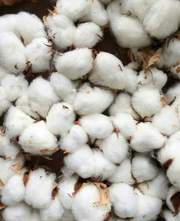 Freshly picked cotton bolls